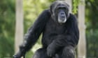 Three chimpanzees shot dead after escape from Swedish zoo