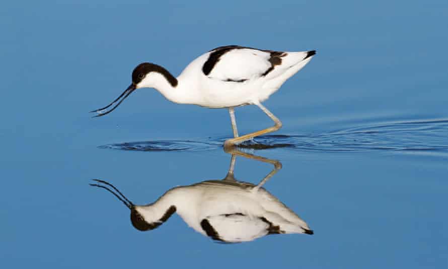 A black and white wading bird with a distinctive upturned beak standing in still water, making a perfect reflection