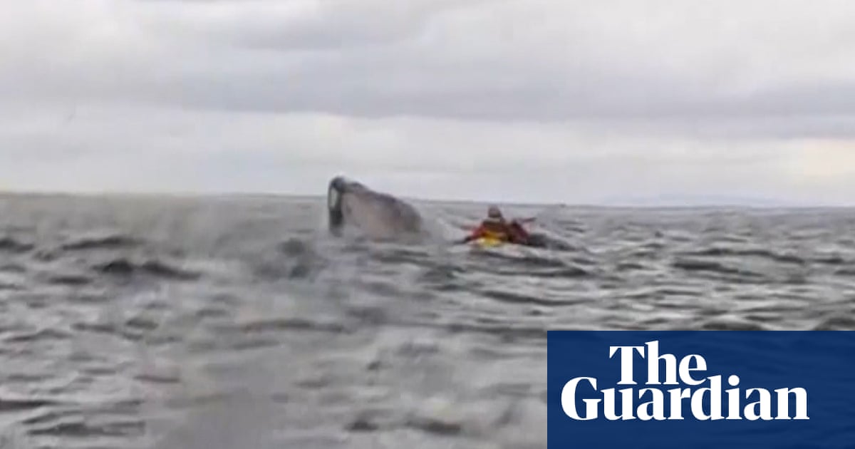'I thought it had eaten me': whale briefly takes kayaker into mouth off Chilean coast – video