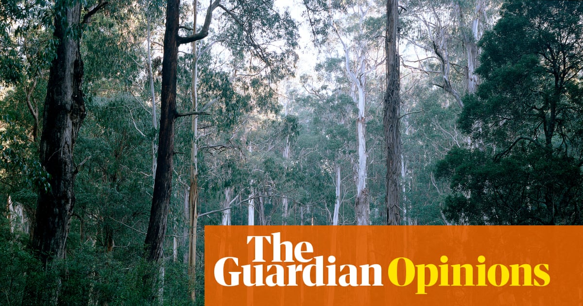 Can trees boost our creativity? My daily forest walks have changed how I write | Ilka Tampke
