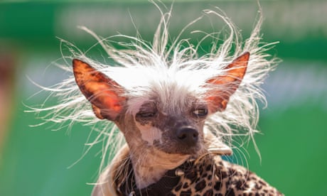 World S Ugliest Dog Winner Is Blind Chihuahua With Bowed Legs Dogs The Guardian World S Ugliest Dog Winner Is Blind Chihuahua With Bowed Legs Dogs The Guardian