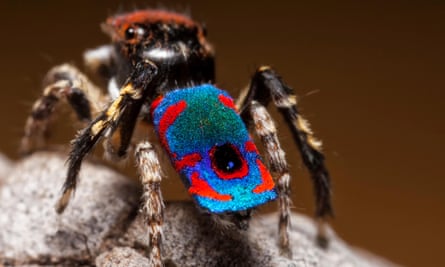 Male peacock spider.