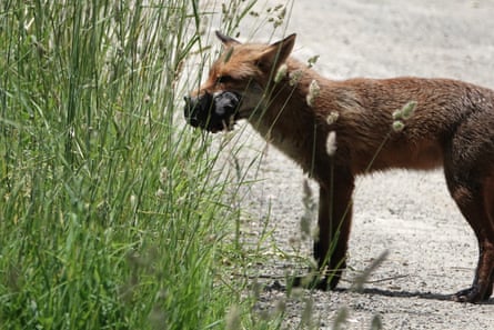 A fox with an animal in its mouth standing on a road