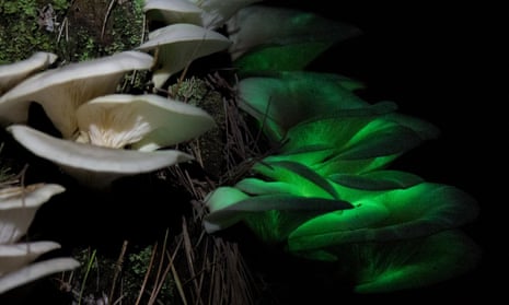 Composite image of the Ghost Fungus, Omphalotus nidiformis, in natural light and glowing in the dark