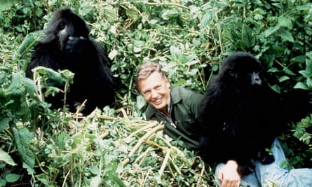 David Attenborough with mountain gorillas in Rwanda, from his 1978 series Life on Earth