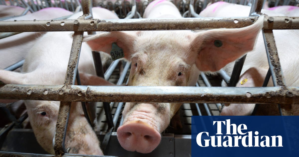 UK supermarkets urged to stop selling Parma ham from EU caged sows