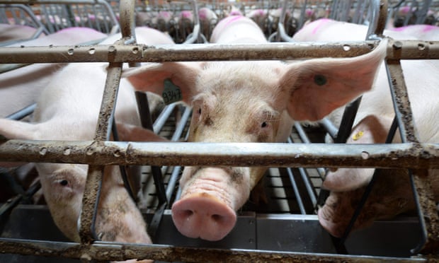 Sows are seen in cages in western France