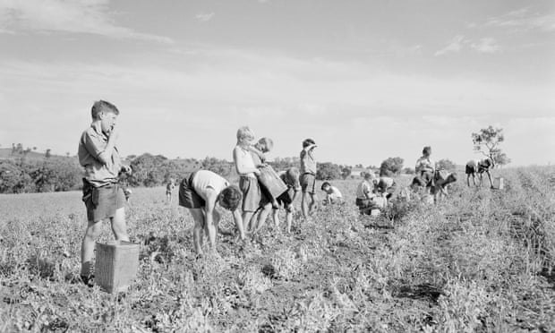 Child migrants picking peas at the Fairbridge farm school in Molong, New South Wales.