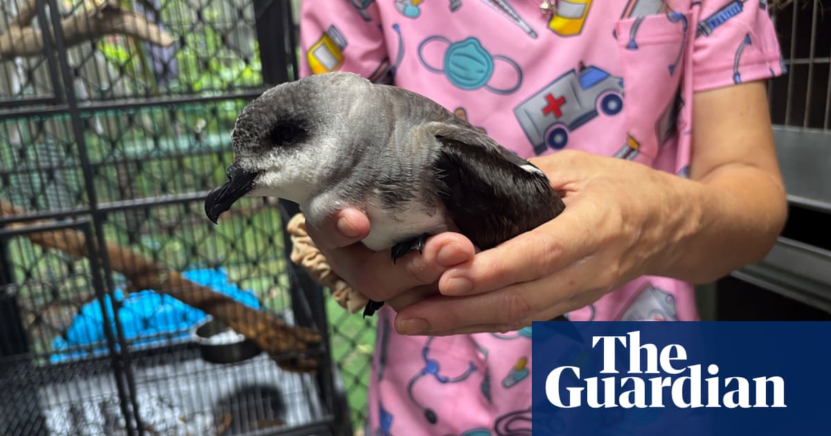 ‘A perfect storm’: the dedicated rescuers caring for sodden seabirds blown in by Cyclone Alfred