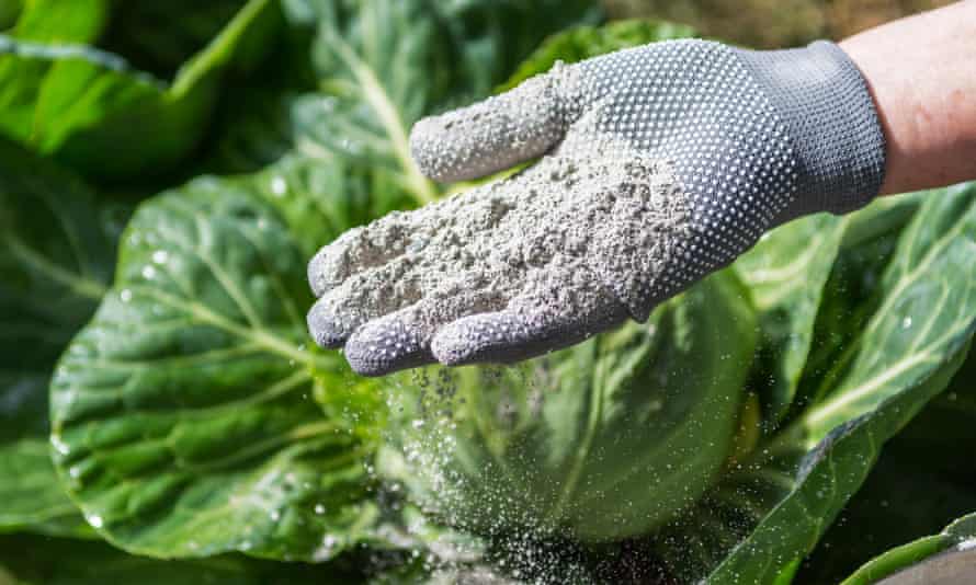 Cabbages sprinkled with ashes