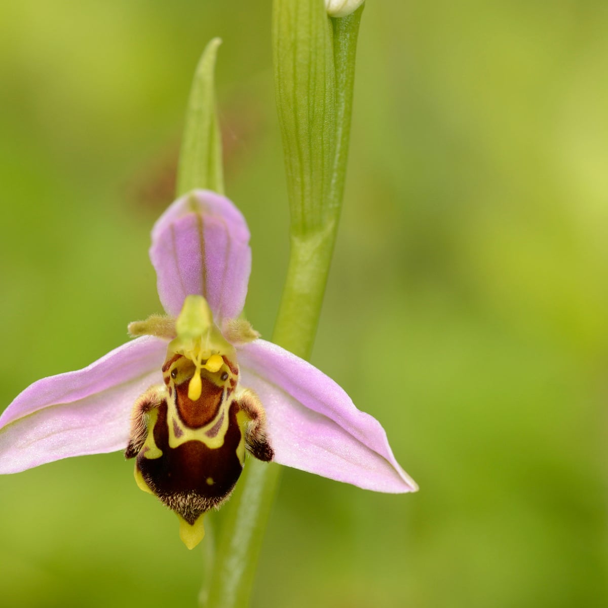 Country diary: beauty and the bee orchids | Plants | The Guardian
