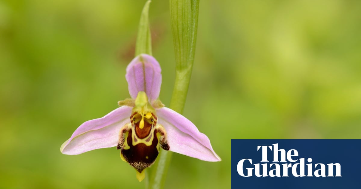 Country Diary Beauty And The Bee Orchids Plants The Guardian