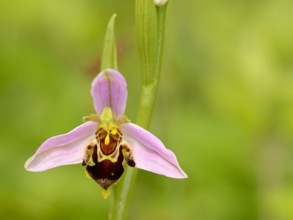 Country diary: beauty and the bee orchids | Plants | The Guardian