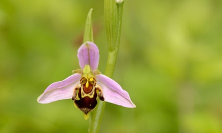 A closeup of a single bee orchid (Ophrys apifera).