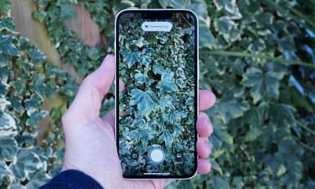 Visual intelligence on an iPhone 16e identifying ivy in a garden.