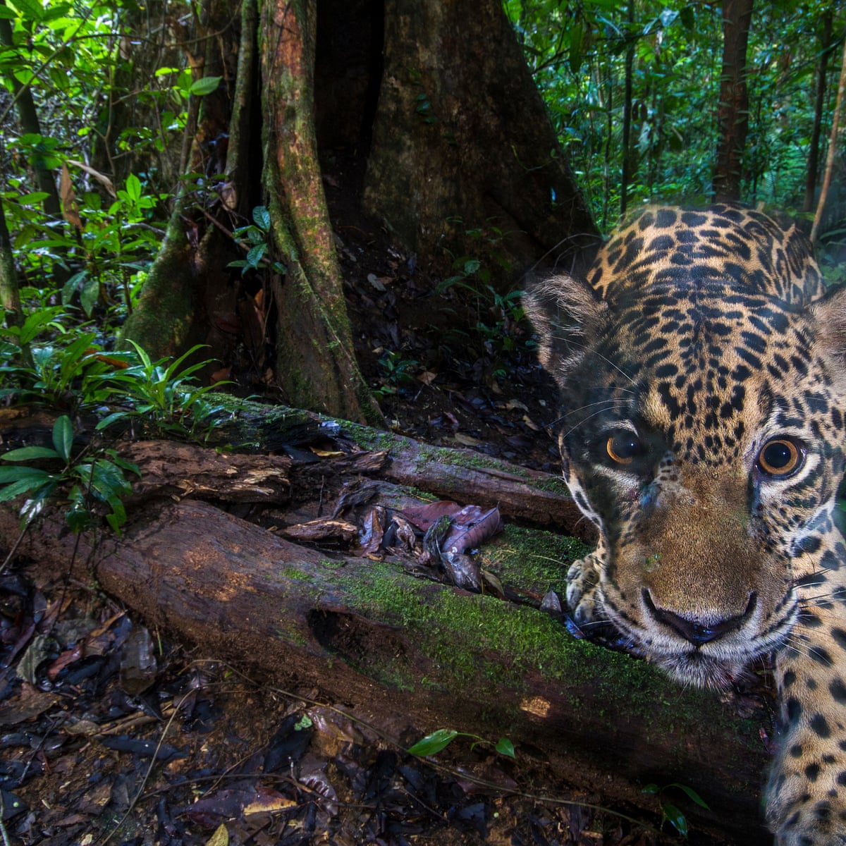 Ecuador S Vanishing Jaguars The Big Cat Vital To Rainforest Survival Environment The Guardian