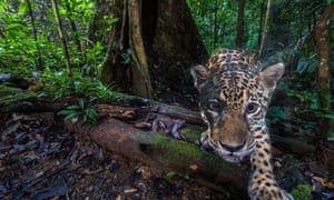 Jaguars are found across South America. This one was photographed deep inside the Nouragues Natural Reserve, in French Guiana. 