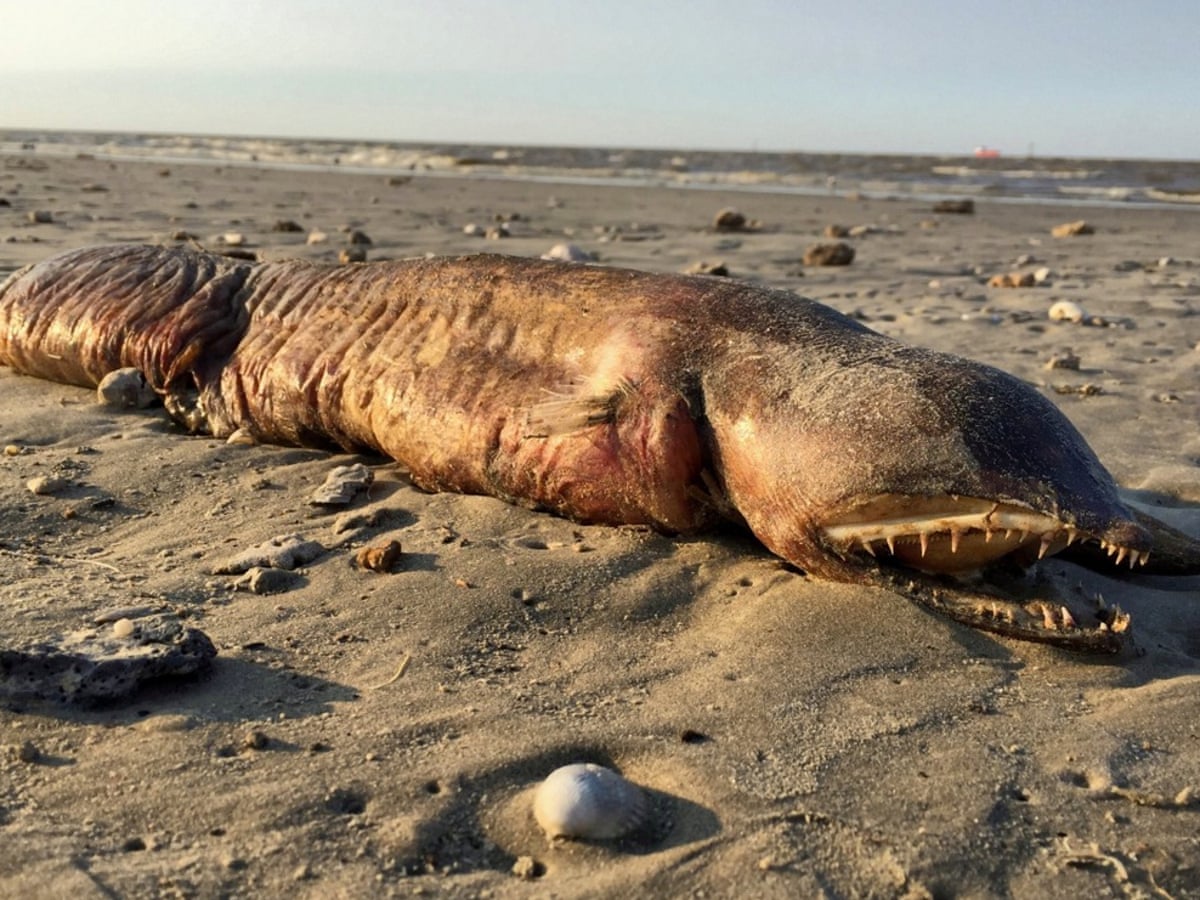 Strange eel: mystery of the Texas eyeless sea beast solved | Marine life | The Guardian