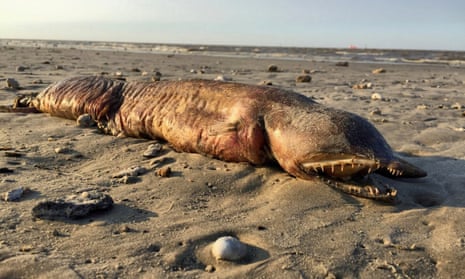 The fangtooth snake-eel found on a Texas beach