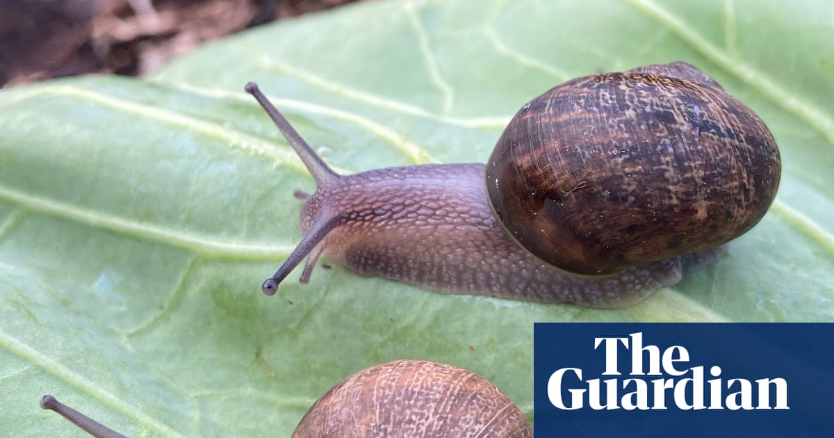 New Zealand launches campaign to find love for rare and lonely left-spiralling snail Ned