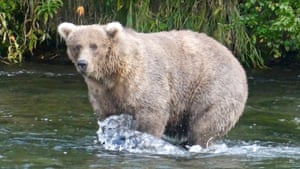 Bear 128 Grazer, o vencedor da competição Fat Bear Week no Alasca