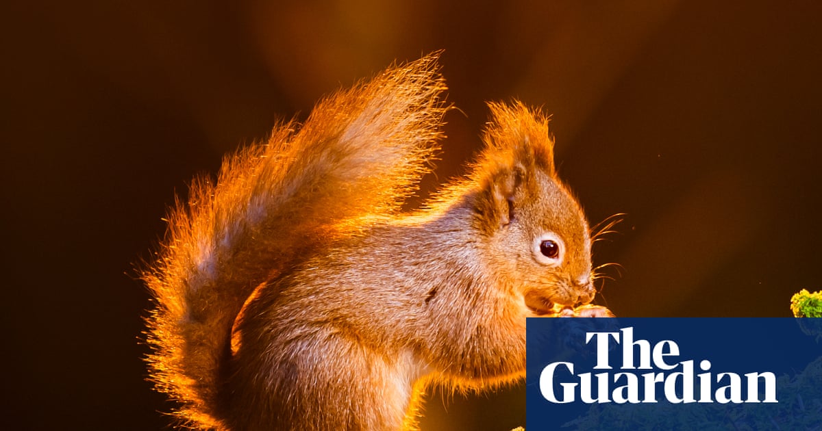 ‘On a knife edge’: can England’s red squirrel population be saved?