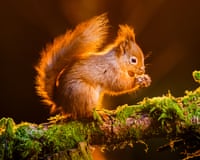 A red squirrel forages for food in the Widdale red squirrel reserve in the Yorkshire Dales