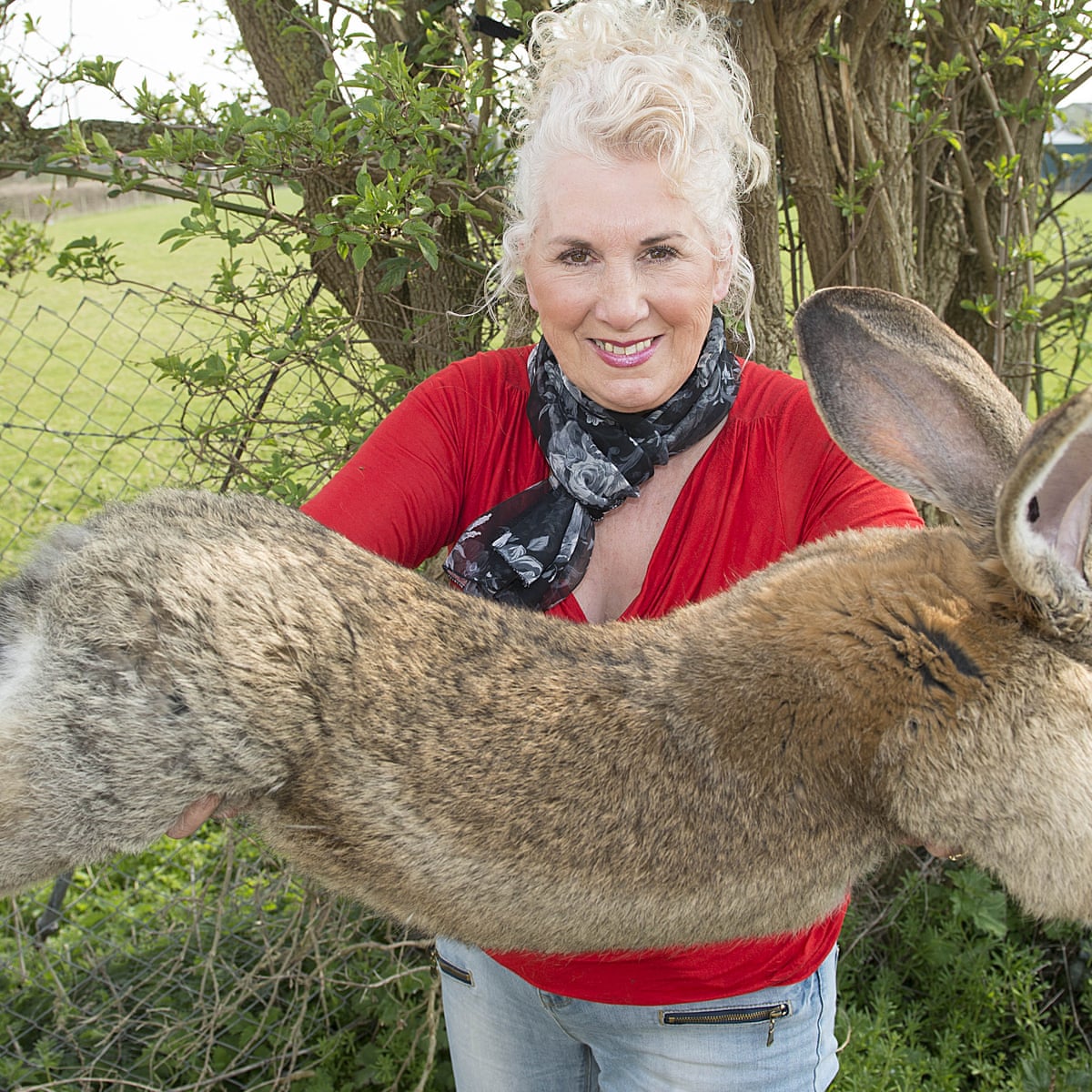 Pet detective says stolen giant rabbit is 'still hot' and a smuggling risk  | Animals | The Guardian