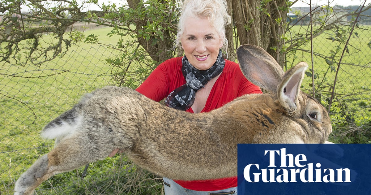 Pet detective says stolen giant rabbit is ‘still hot’ and a smuggling risk