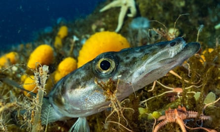 A possible new species of dragonfish.