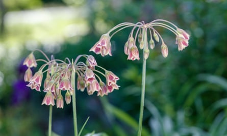 Bulgarian honey garlic (Allium siculum)