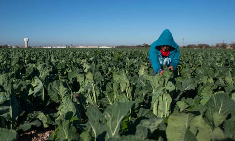 A migrant woman works in a cauliflower, field in the Rio Grande Valley, Texas.