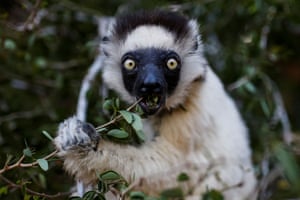 Um lêmure sifaka come folhas na Reserva Berenty, na província de Toliara, Madagascar. Existem aproximadamente 32 tipos diferentes de lêmures, todos endêmicos de Madagascar