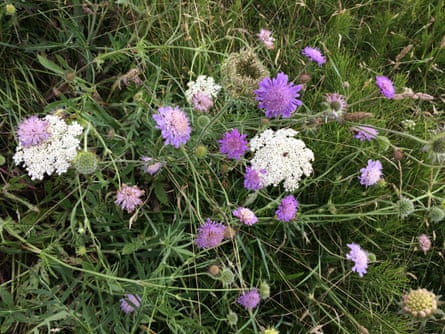 Wild carrot and the purples of scabious.