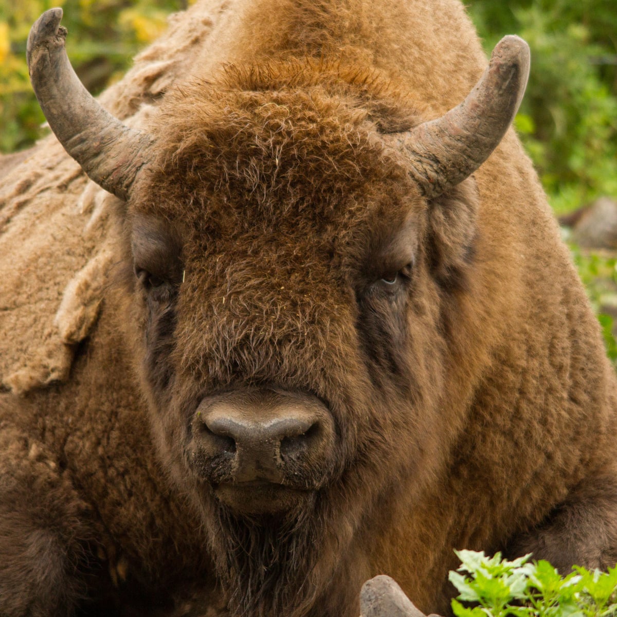 Wanted Uk Bison Rangers No Previous Experience Expected Wildlife The Guardian Wanted Uk Bison Rangers No Previous Experience Expected Wildlife The Guardian