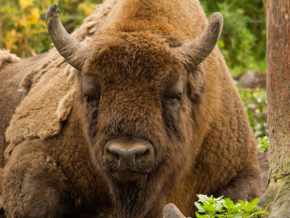 Wanted Uk Bison Rangers No Previous Experience Expected Wildlife The Guardian Bison Cup 2022