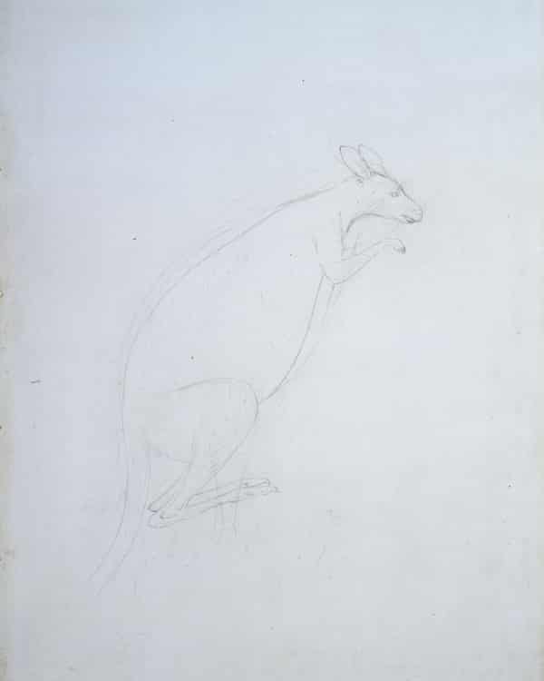 ‘Kangooroo’ … Sydney Parkinson’s sketch.