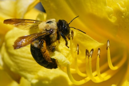 A bee gathers nectar from a daylily