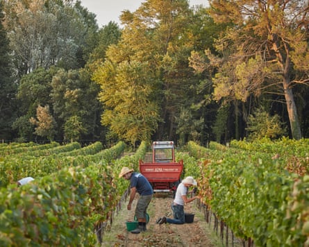 People picking grapes in a vineyard