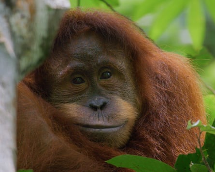 Following young primate Indah in Orangutan.