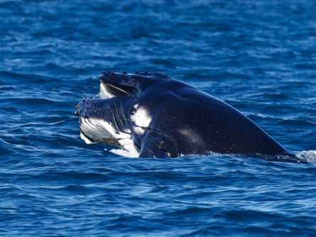 A whale calf with an open mouth peeking up above the water
