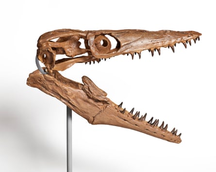 Mosasaur skull
