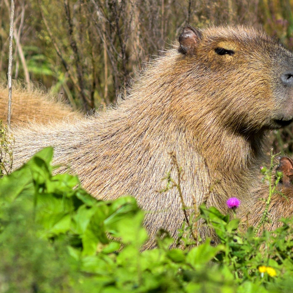 Lá capivara  Cute animal drawings, Capybara, Cute animal drawings