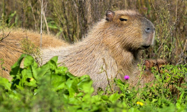 Capybaras, known locally as carpinchos, are the world’s largest rodent, standing over one 60cm tall and weighing up to 60kg.