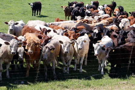 cows