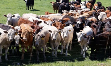 A large group of cattle stand in the grass next to a fence