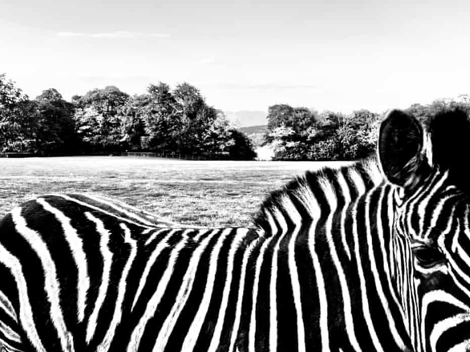 A zebra stands on a farm near Lake Maggiore, Italy