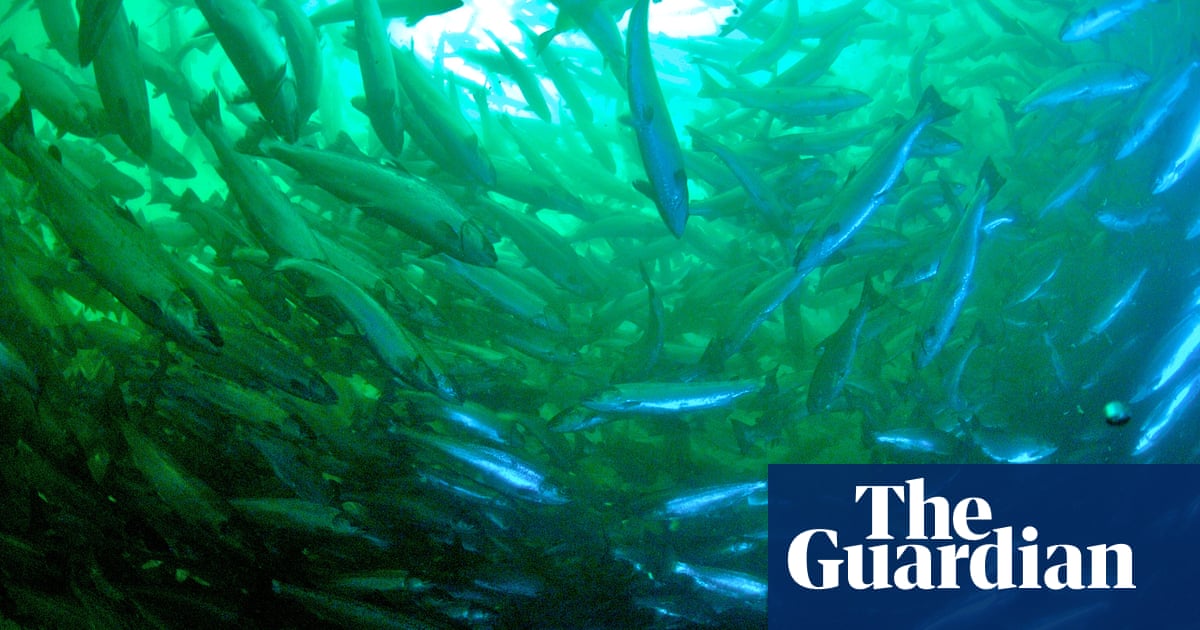 salmon farming in crisis