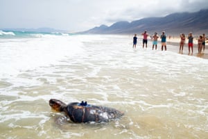 Uma tartaruga com algo amarrado nas costas sai em ondas suaves enquanto um grupo de pessoas observa da praia ao fundo