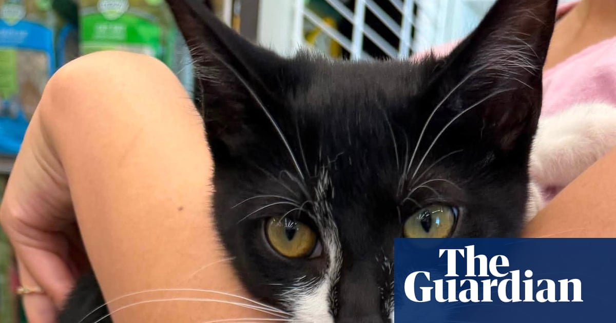 Maryland police arrest alleged bank robber wielding stolen cat: ‘Tried to use her as an accessory’